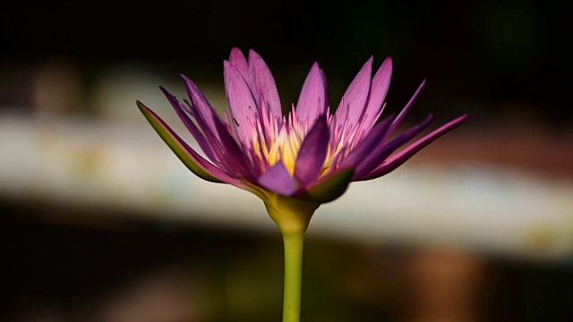 美丽的荷花，时光流逝