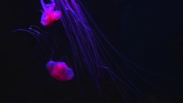 美丽的红色水母漂浮在水族馆的游泳池
