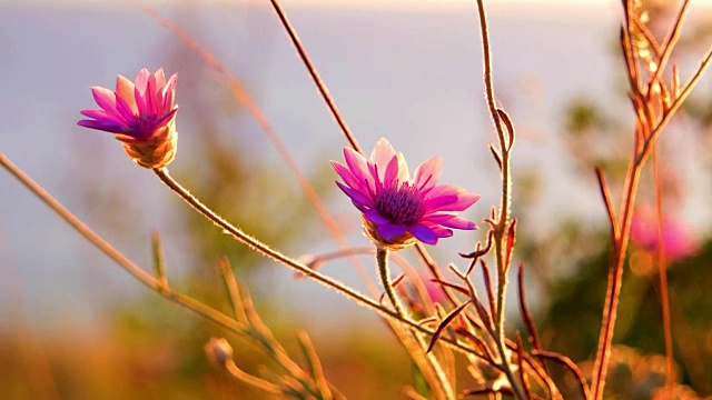 小紫罗兰花背光温暖的夕阳