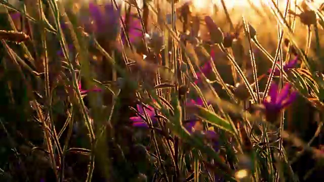 漂亮的花在风的背光摇动