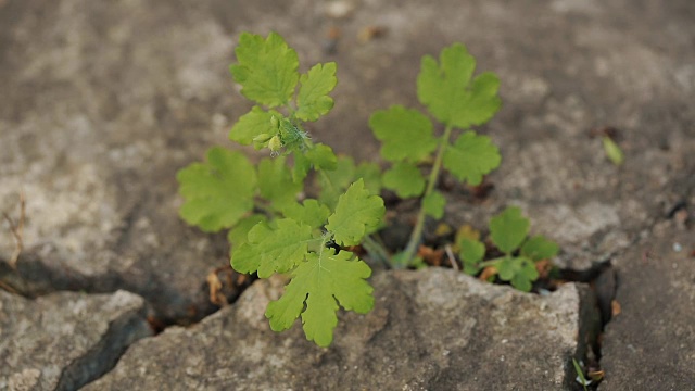 植物从沥青路面的裂缝中生长出来