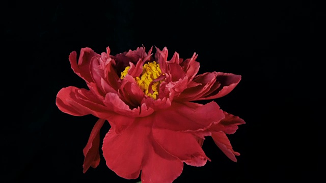 红牡丹开花时间