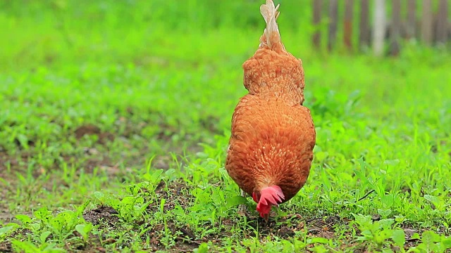 在禽畜饲养场饲养鸡