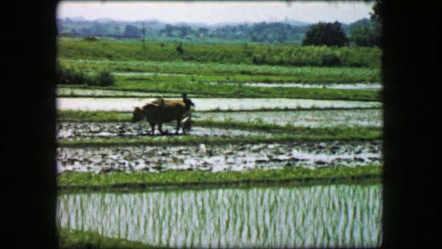 1968年:农民在稻田里犁地，淹没了农田，牛和动物拖着工作。