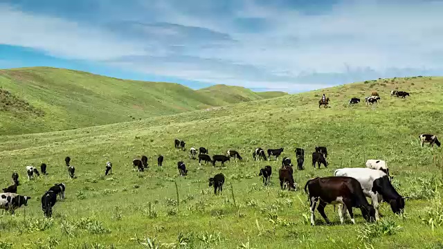 詳情圖-牛群在山上的草地上吃草，哈薩克斯坦-全高清時間推移