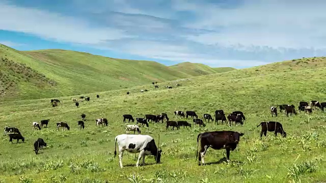 詳情圖-牛群在山上的草地上吃草，哈薩克斯坦-全高清時間推移