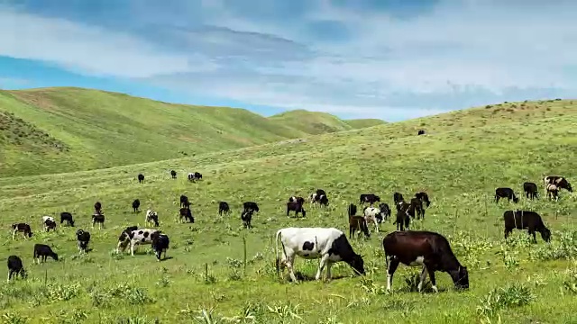 詳情圖-牛群在山上的草地上吃草，哈薩克斯坦-全高清時間推移