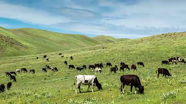 詳情圖-牛群在山上的草地上吃草，哈薩克斯坦-全高清時間推移