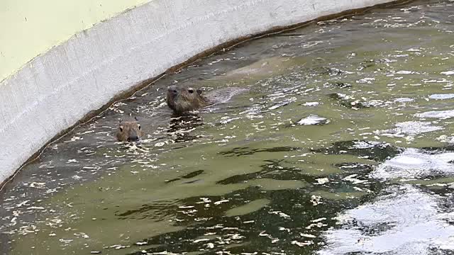 水豚在水里嬉戏