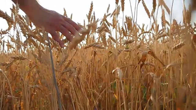 男人的手在田里移动着小麦。成熟的谷地和人的手触摸着夏天的麦田里的小麦。人们穿过麦田，在日落时触摸麦穗。缓慢的莫