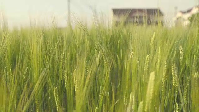 在有风的日子在田里移动大麦稻子