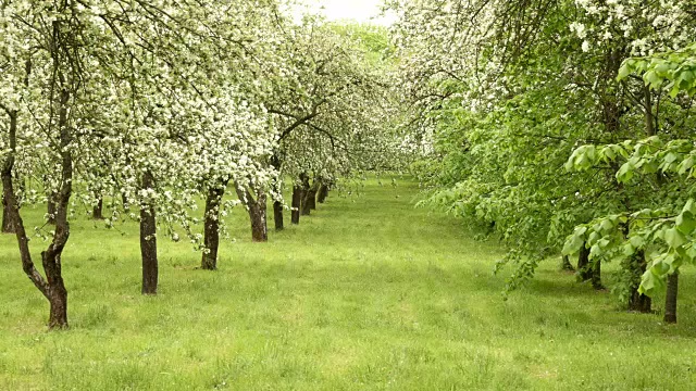 农场里的苹果树小巷。光滑的滑块。干净明亮的白天。