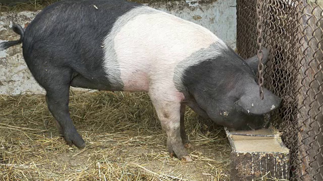 猪肉生态饲料