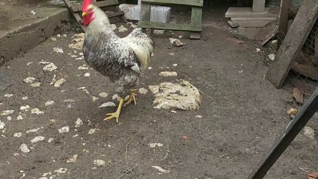 家用木鸡舍