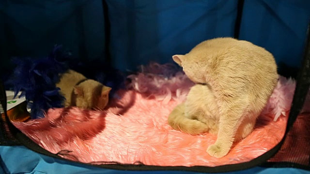 美丽的短毛小猫梳理自己在宠物的房子在猫秀