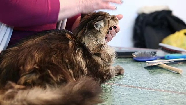 颤抖的长毛缅因猫躺在宠物美容沙龙的桌子上