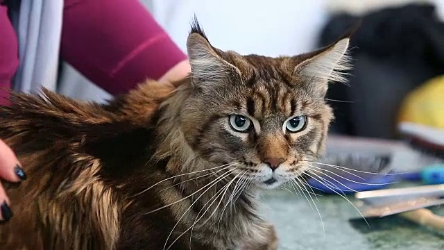 女性宠物美容师抚摸受惊的缅因猫。人们照顾动物