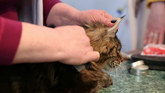 造型师梳理着长毛猫，猫咪耐心地躺在桌子上，美发厅