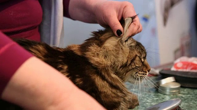 大型缅因猫躺在宠物美容院的桌子上，造型师梳理大衣