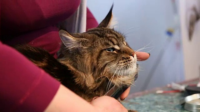 毛绒绒的猫在宠物美容院，发型师梳理皮毛，提供美容服务