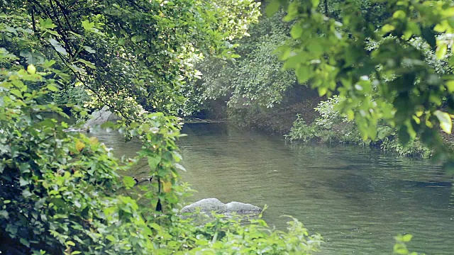 河水流淌着，一缕阳光照射在绿色的植被上