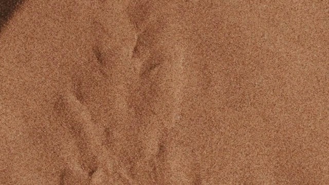 詳情圖-鏟嘴蜥蜴潛入沙中的慢動作鏡頭