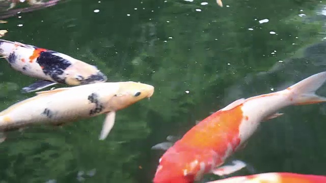 各种观赏锦鲤鱼游泳在池塘