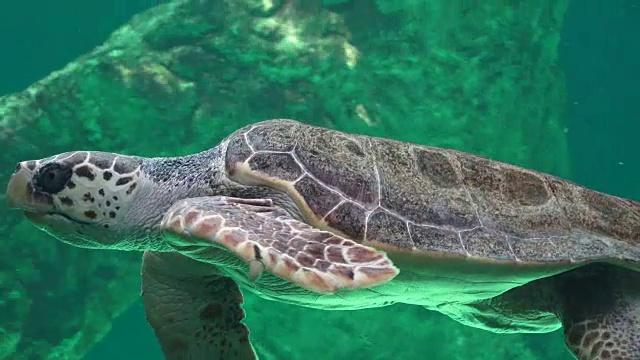 海龟和爬行动物