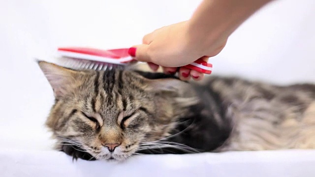 为一只缅因猫梳理皮毛的妇女