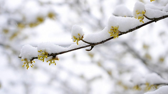 雪花飘落在樱花上