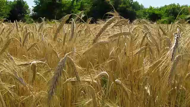 麦田和小穗。时间流逝