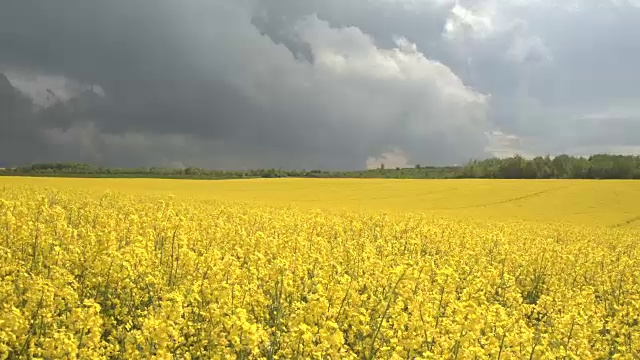 近距离观察:惊人的黄色油菜花在农田里在暴风雨中摇曳