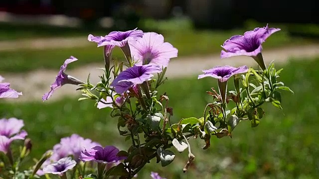 紫色花朵上以绿色为背景的自然景观视频