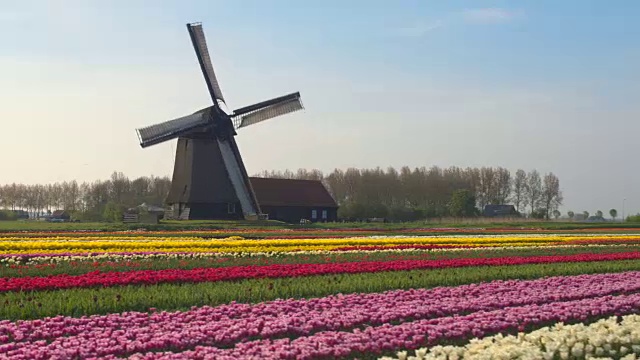 AERIAL:令人惊叹的彩色盛开的郁金香和古老的木制风车