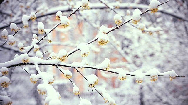 春天的冬日。雪落在櫻花上