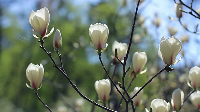 白玉兰花