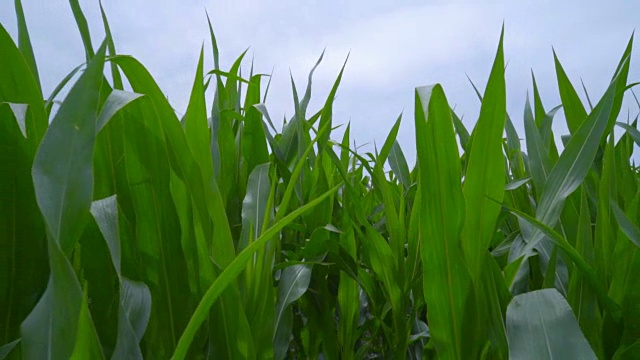 绿叶和风力涡轮机。从玉米叶到风力发电机