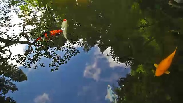 倒影池塘中的锦鲤