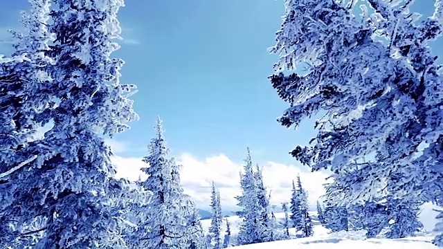 山上冬天的树木被新雪慢慢覆盖。1920 x1080