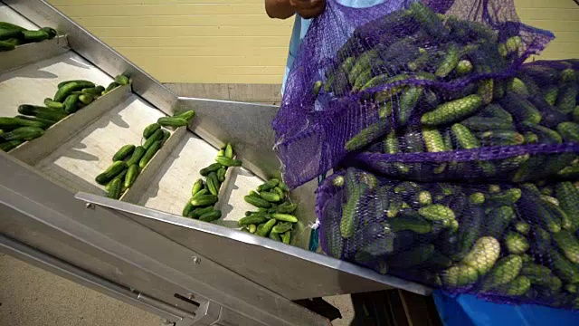罐装工业的自动线。蔬菜和豆类的保鲜