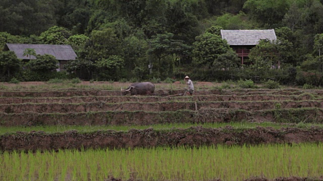 越南沙巴麦洲，一名越南农民正在和一头公牛犁地