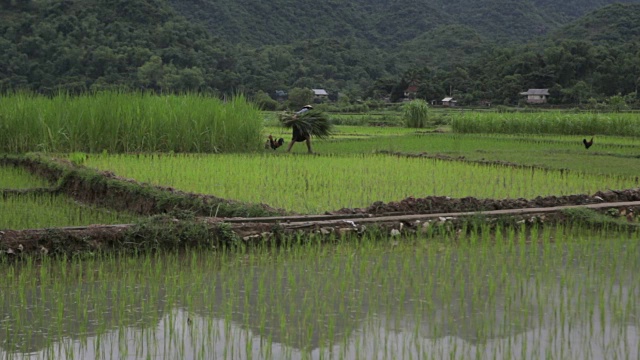 越南沙巴麦洲，一名越南农民在稻田里搬运庄稼