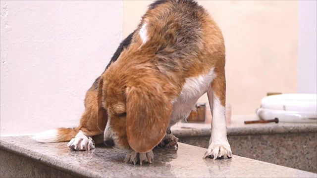 小猎犬在洗完澡后舔自己