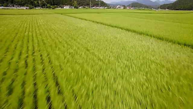 无人机在稻田中高速移动