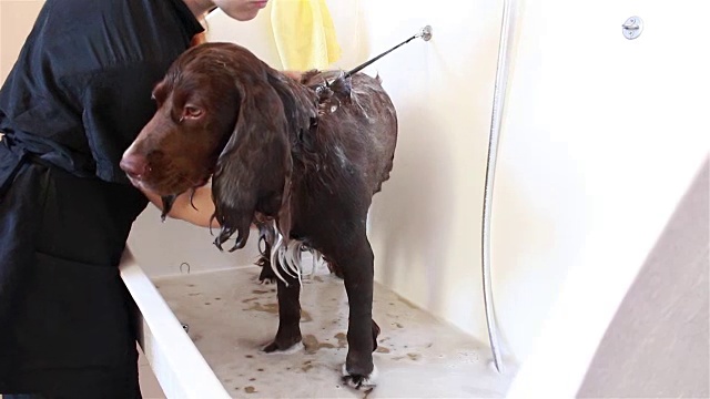 美容师洗澡猎犬