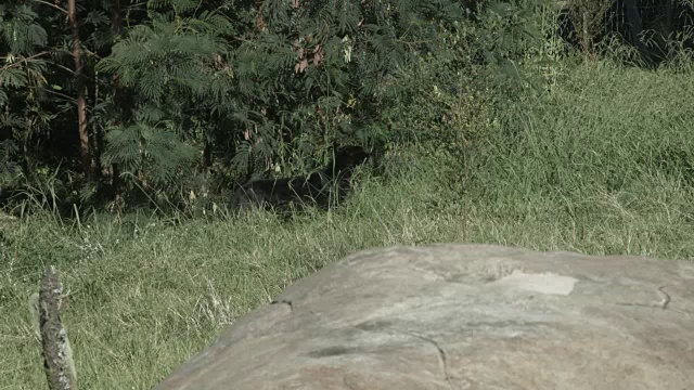 黑豹从非洲丛林里出来。