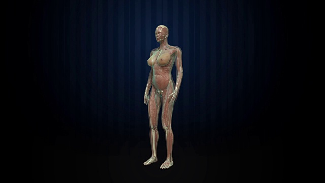 旋转女性肌肉，血液系统，蓝色x光。