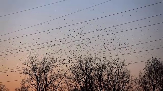 慢镜头:令人惊叹的一大群黑鸟在夕阳的映衬下飞翔