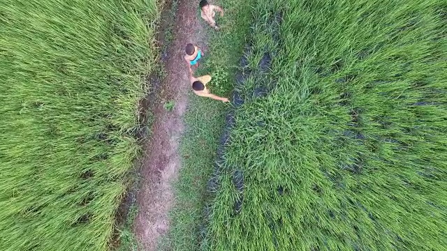 孩子们傍晚在稻田里奔跑的鸟瞰图。泰国的孩子