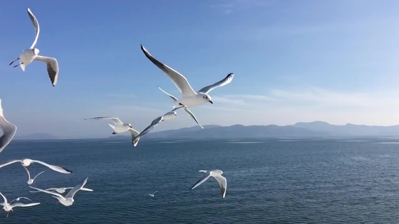 海鸥飞行的慢动作